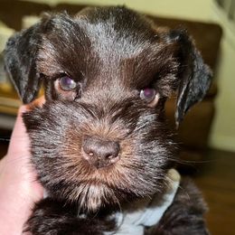 Miniature Schnauzers from Faith Hope Love Schnauzers