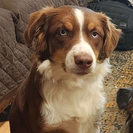 Maggie - Australian Shepherd