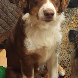 Maggie - Australian Shepherd