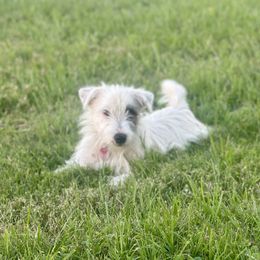Rocki - Jack Russell Terrier