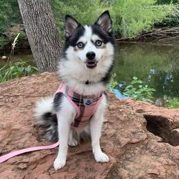 Pomskies from La Petite Pomsky