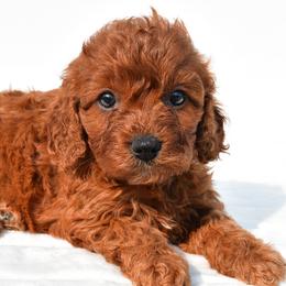 Francesca - Red female Cavapoo puppy in Temecula, California from Designer Doodles