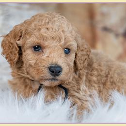 Armani - Red male Cockapoo puppy in Connersville, Indiana from Deaz Doodle Ranch