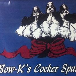 Cocker Spaniel Puppies from Bow-K's Cockers