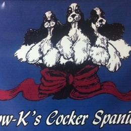 Cocker Spaniel Puppies from Bow-K's Cockers