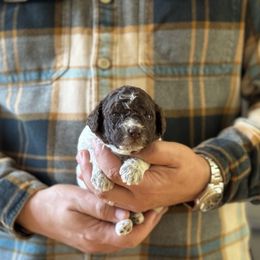Girl 5 - Brown roan female Lagotto Romagnolo puppy in Sugar Valley, Georgia from Pinnacle Farm and Kennel