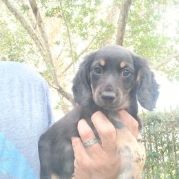 Dachshund Puppies from Miami piebald Dapple Dachshunds