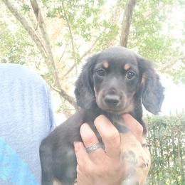 Dachshund Puppies from Miami piebald Dapple Dachshunds