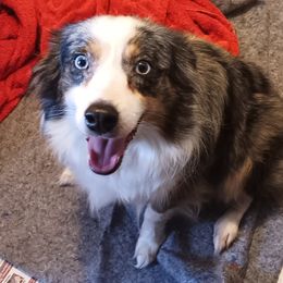 Blue - Miniature Australian Shepherd