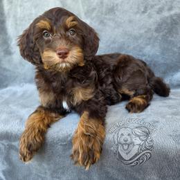 Alexandrite - Our Little Teddy Bear - Phantom female Goldendoodle puppy in Chattanooga, Tennessee from Hilltop Cuddle Pups