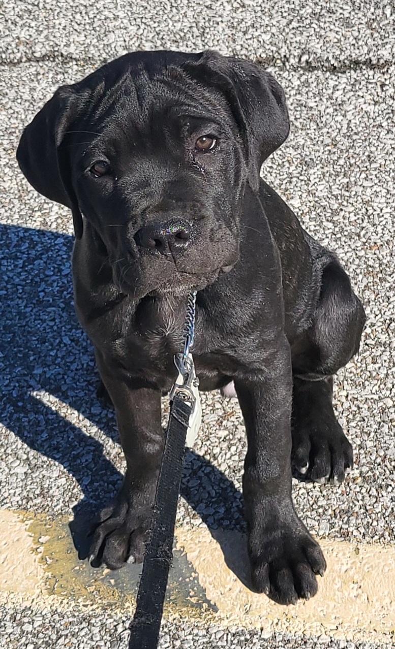 Cane Corso puppies from Dracone's Kennels