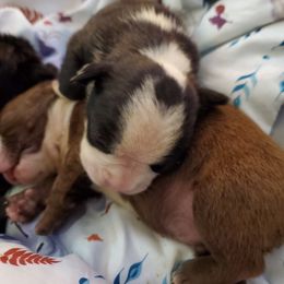 Boston Terrier Puppies from The Christian Bostons