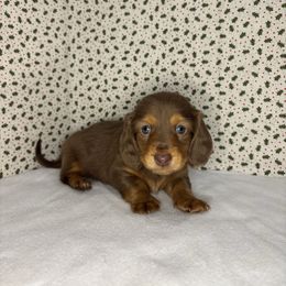 Hailey - Chocolate and tan female Dachshund puppy in Mountain Grove, Missouri from Happy Hounds and More🐾