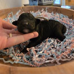Mr. Truffles - Black male Poodle puppy in Gainesville, Florida from Pipsqueak Mansion Poodles