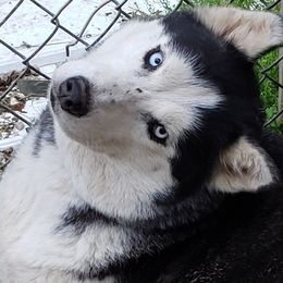 Sapphire - Siberian Husky