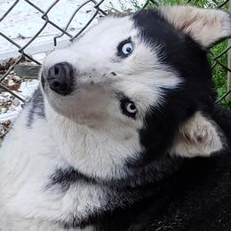 Sapphire - Siberian Husky