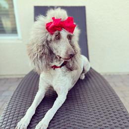 Porsche - Poodle
