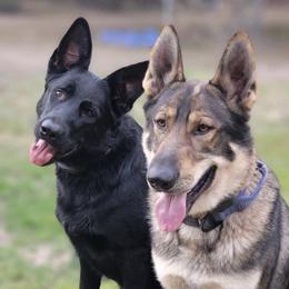 German Shepherds from Brown PND German Shepherds