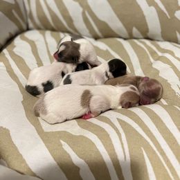 Chihuahua Puppies from Marquez Chihuahuas