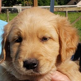 Golden Retrievers from Heart of Gold Goldens
