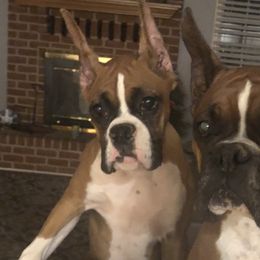 Boxers from Shanna Ward