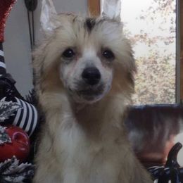 Afghan Hounds and Chinese Cresteds from Christine's Crested