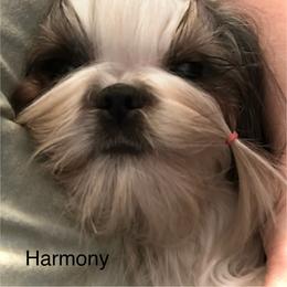 Harmony - Shih Tzu