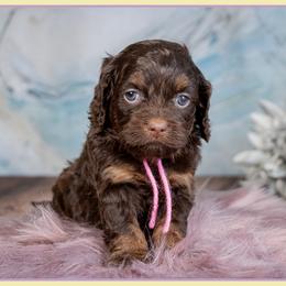 Fairy - Brown and tan female Cockapoo puppy in Connersville, Indiana from Deaz Doodle Ranch