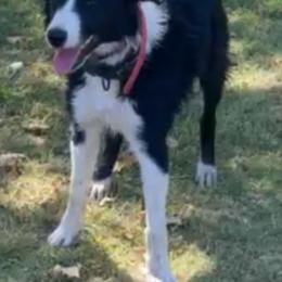 Daphne - Border Collie