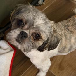 Bobby - Blue male Shih Tzu puppy in Victorville, California from RUMBLE n TUMBLE