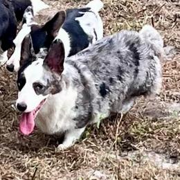 Ne ne - Cardigan Welsh Corgi