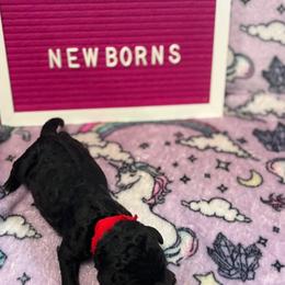 Medusa - Silver female Poodle puppy in Fort Myers Beach, Florida from Posh Poodles & Chinese Cresteds