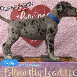 Ziggy - Merle male Great Dane puppy in Brooksville, Florida from Follow My Lead Great Danes