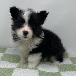 Luna (fluffy) - Brindle and white female American Corgi puppy in Waco, Texas from The Comma Corgis