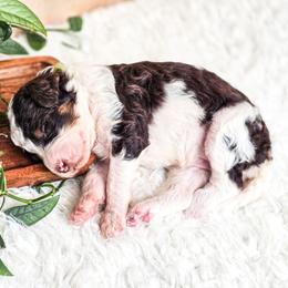 Laya - Parti female Poodle puppy in Gaylord, Michigan from Dog Mom Co. Poodles