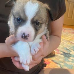 Raj - Sable male Pembroke Welsh Corgi puppy in New Richmond, Wisconsin from 10 Mile Creek Farms