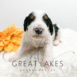 Nobby - Tri-color male Bernedoodle puppy in Baroda, Michigan from Great Lakes Bernedoodles