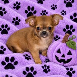 Hazel - Chocolate sabled fawn female Chihuahua puppy in Kyle, Texas from joy of chihuahuas tx