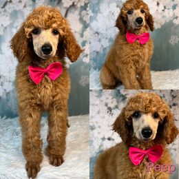 Peep - Red  Poodle puppy in Swansboro, North Carolina from Monarch Standard Poodles
