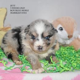 Jett - Blue merle male Miniature Australian Shepherd puppy in Patterson, North Carolina from DreamLine Aussies