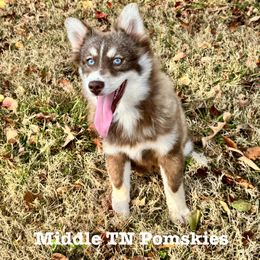 Chanterelle - Chocolate female Pomsky puppy in Murfreesboro, Tennessee from Middle Tennessee Pomskies