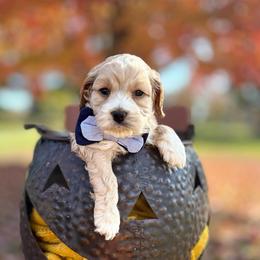 Boy 2 - Golden male Cockapoo puppy in Lake Tansi, Tennessee from Davis cockapoos