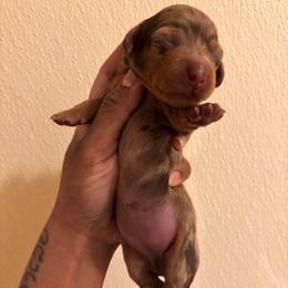 Girl 1 - Dapple female Dachshund puppy in Orem, Utah from Miekca’s Dachshunds