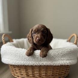 Lelo- Chip - Chocolate male Dachshund puppy in Wolf Lake, Indiana from Canisteo Dachshunds