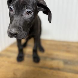 Raven - Black female Great Dane puppy in Hutchinson, Kansas from Dappled Danes