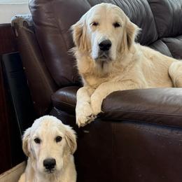 Golden Retriever puppies from English Cream Golden Retrievers of Tampa Bay