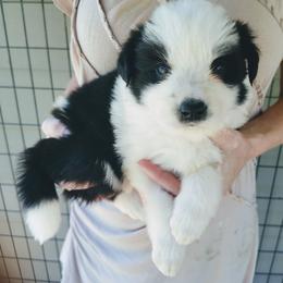 Riley - Black and white male Border Collie puppy in Alabama from Manor Farms Border Collies