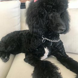 Goldendoodle and Poodle All Grown Up from Bama Bred Doodles