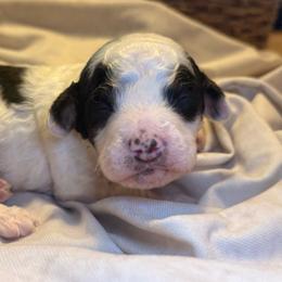 Pugsley - Parti male Goldendoodle puppy in Saint Louis, Missouri from Jax Doodles