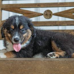 Scar - Black tri male Miniature Australian Shepherd puppy in Buna, Texas from R & C Kennels
